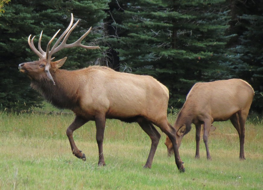 550 Elk dbender 9 2014 detail image