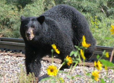 Courtesy of Dan Bender, La Plata County Sheriff's Office