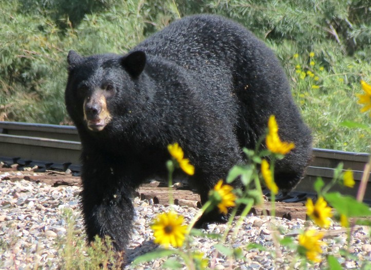 550 San Juan Skyway Black Bear DBender 8 2014 detail image