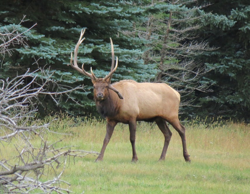 550 Scenic Byway Elk DBender 9 2014 detail image