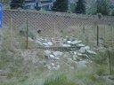 I-70 Wildlife Fence Gypsum-Dowd thumbnail image