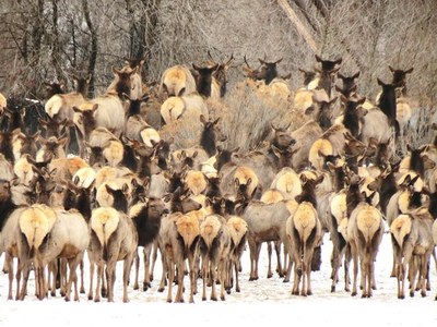 Photo courtesy of  Dan Bender, La Plata County Sheriff’s Office