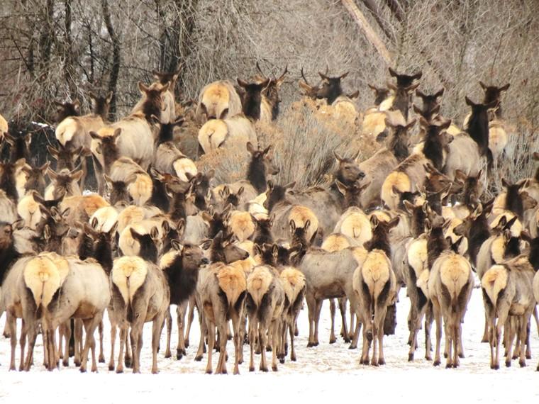 Elk in La Plata County detail image