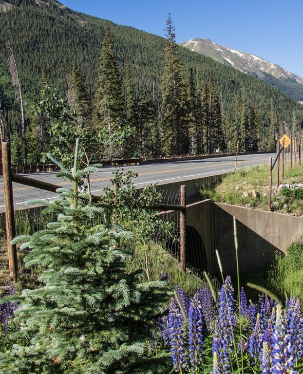 flowers on the roadway