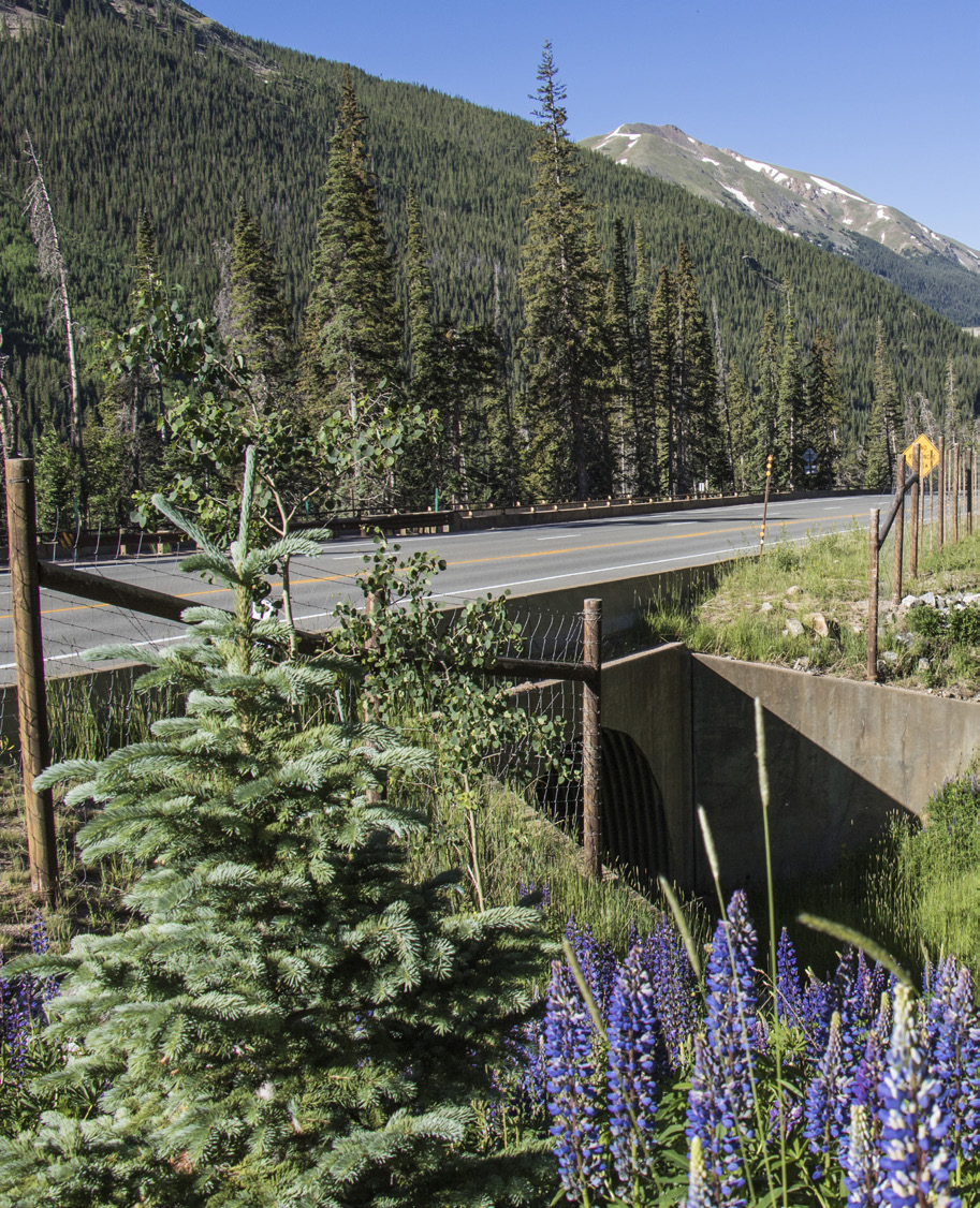 roadflowers.jpg detail image