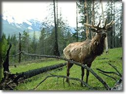 Elk Photo detail image