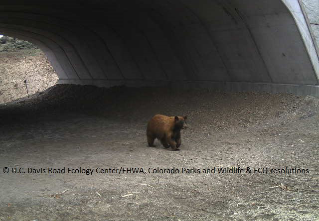 Black Bear Accessing Underpass 2016 detail image
