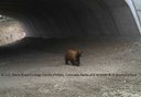 Black Bear Accessing Underpass 2016 thumbnail image