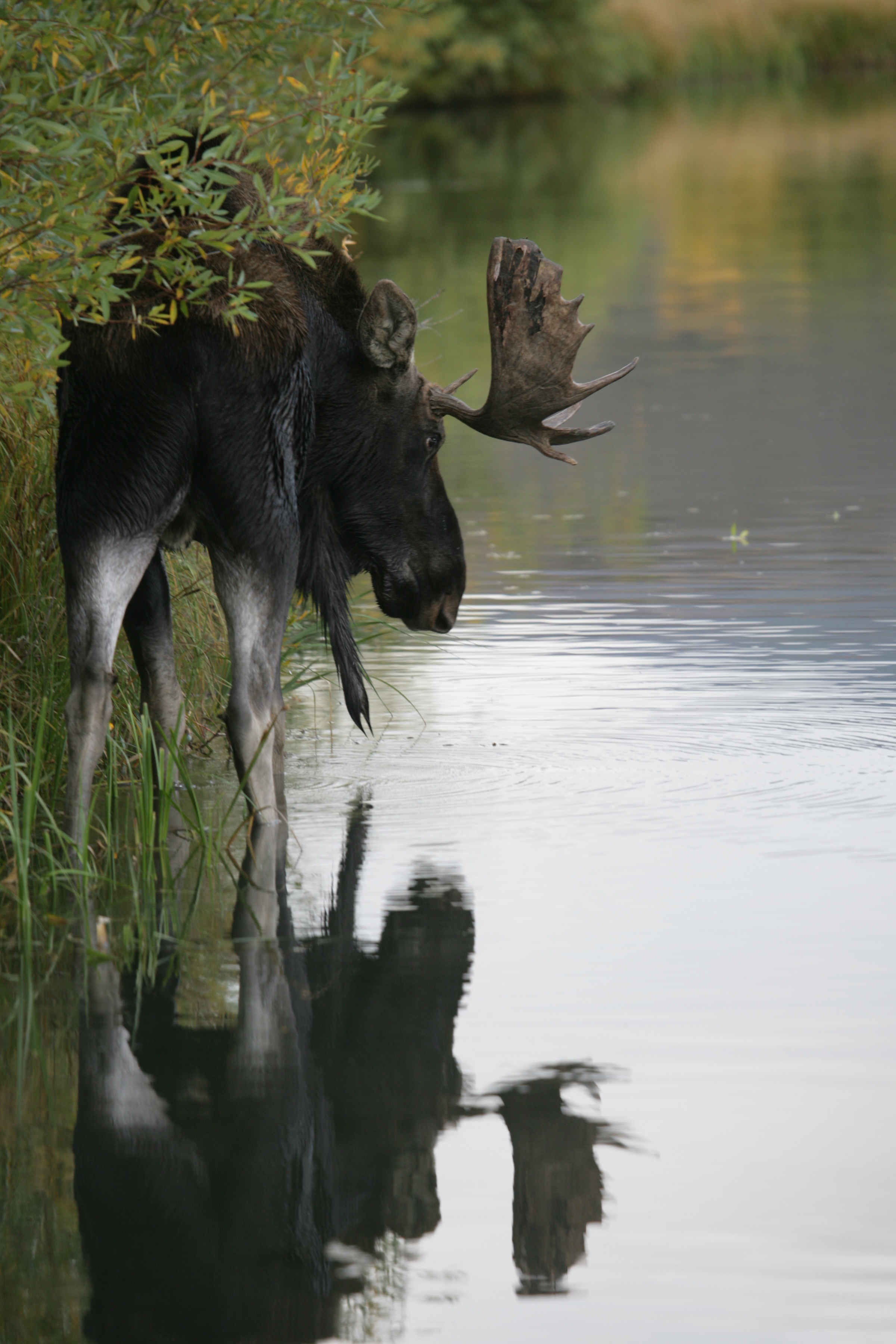 Local Wildlife: Moose detail image