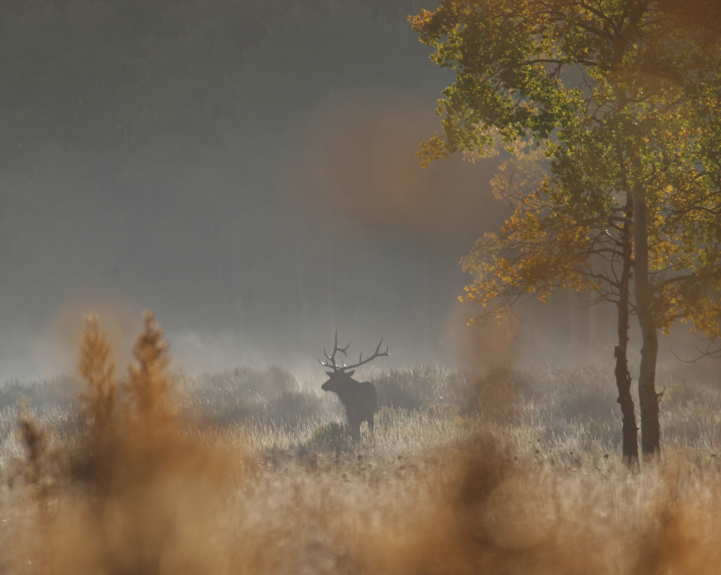 Local Wildlife: Elk detail image