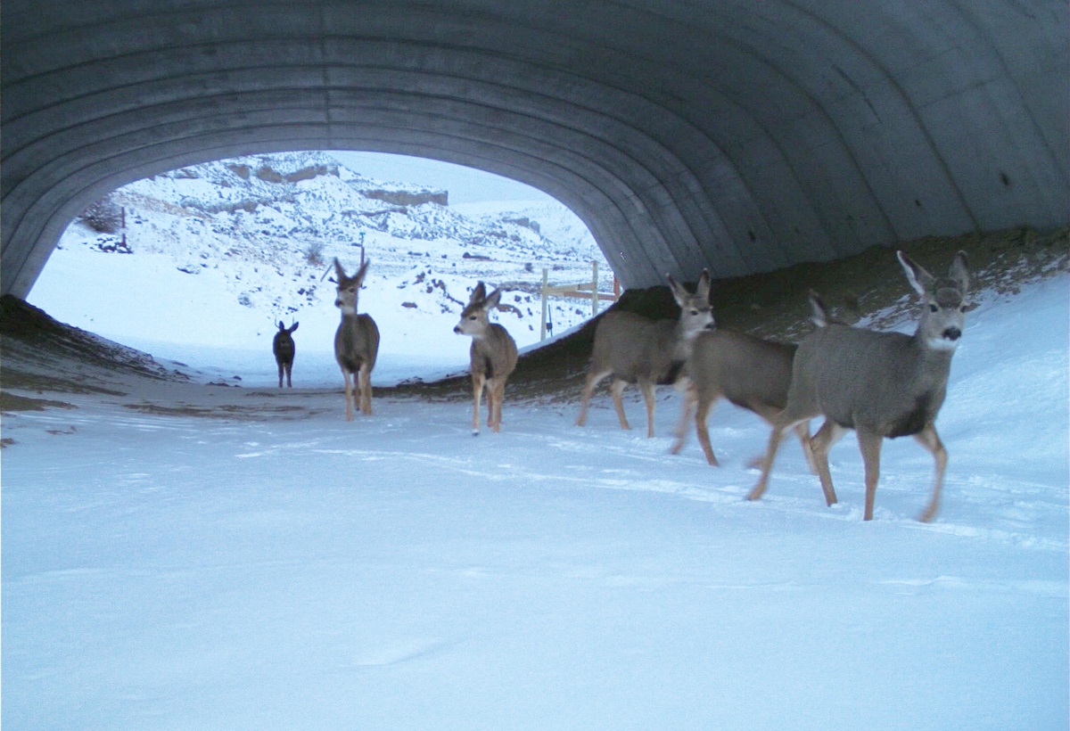 Herd of deer crossing the highway using an underpass structure detail image