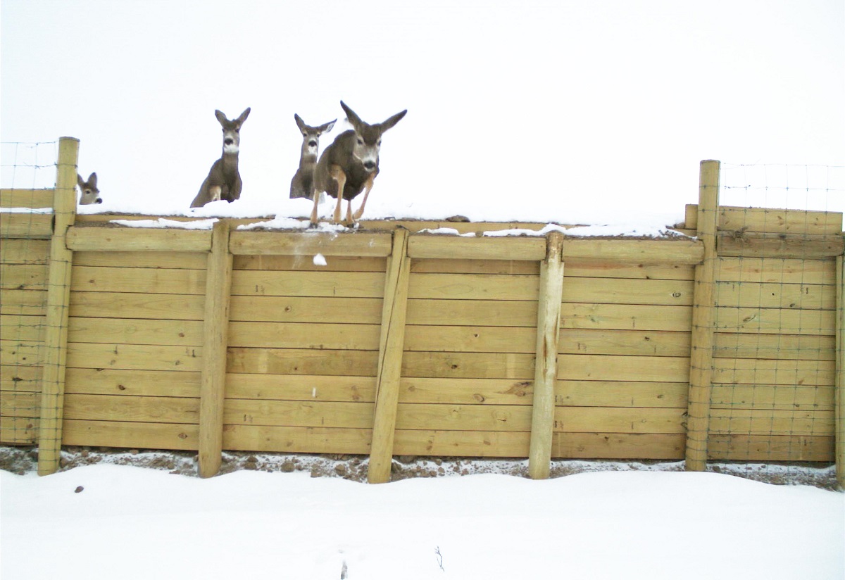Deer jump over the fencing ramps to safely migrate to open land detail image