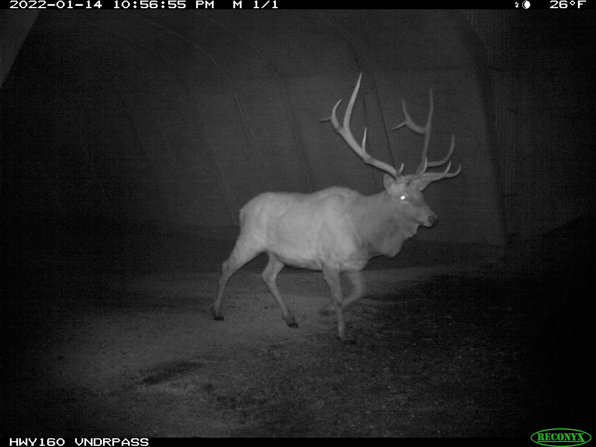 Wildlife underpass is already seeing animal presence captured by CDOT's critter cam. detail image
