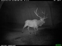 Wildlife underpass is already seeing animal presence captured by CDOT's critter cam. thumbnail image