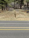 Wildlife crossing overpass sidewalls and wildlife escape ramp thumbnail image