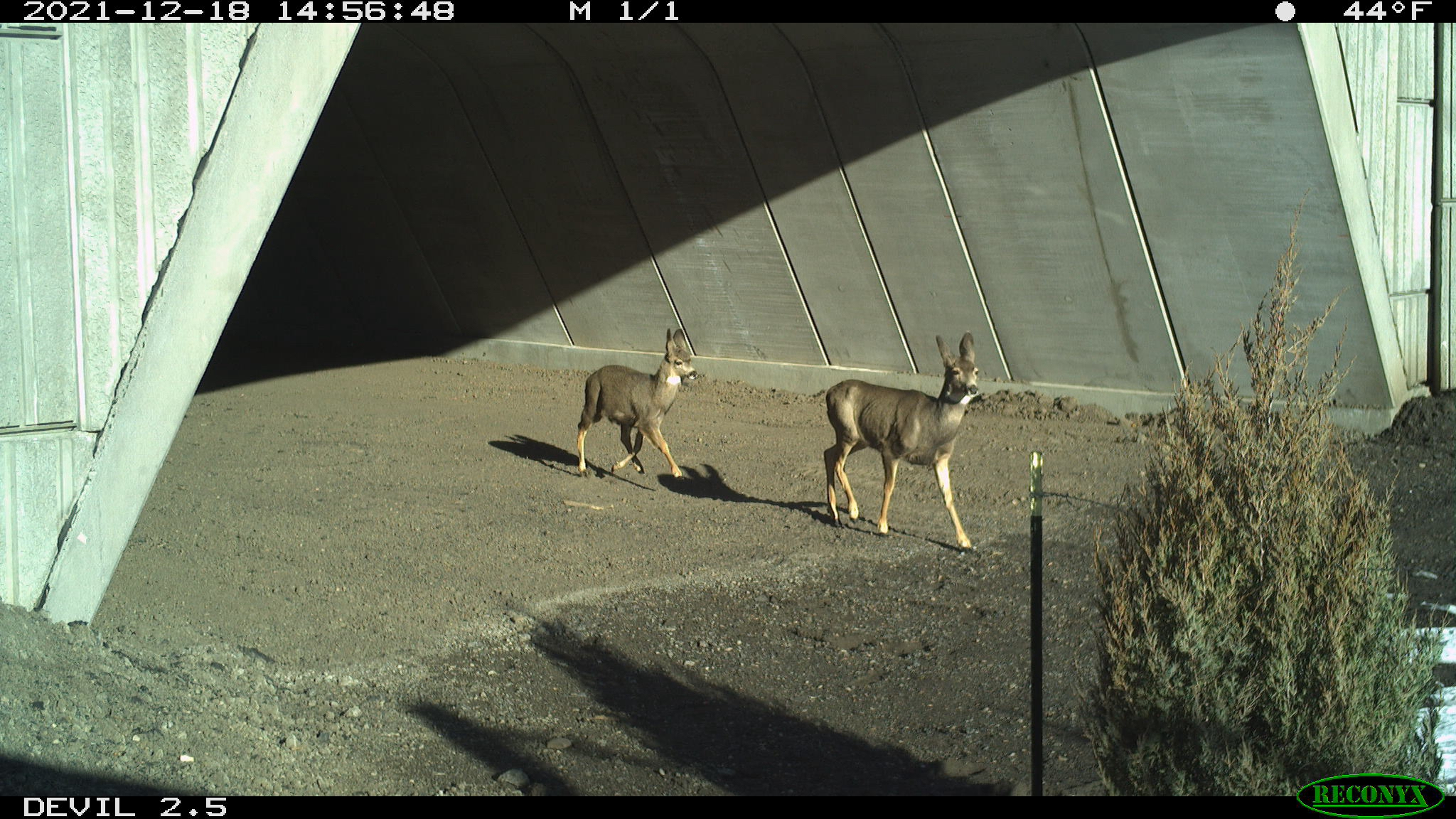 The wildlife underpass is already seeing usage by animals, capture by CDOT's critter cam. detail image
