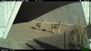 The wildlife underpass is already seeing usage by animals, capture by CDOT's critter cam. thumbnail image