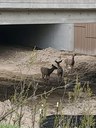 Deer using wildlife underpass near Monument thumbnail image