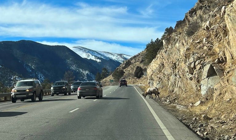 I-70 Floyd Hill - Sheep on roadway