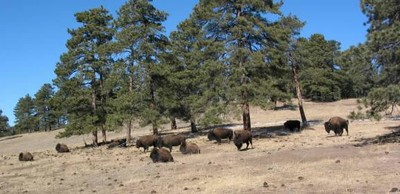 Buffalo herd scenic outlook detail image