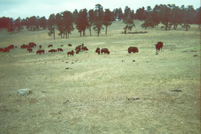 buffalo herd detail image