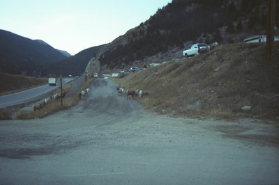 BigHornSheep detail image