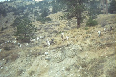 BigHornSheep2 detail image