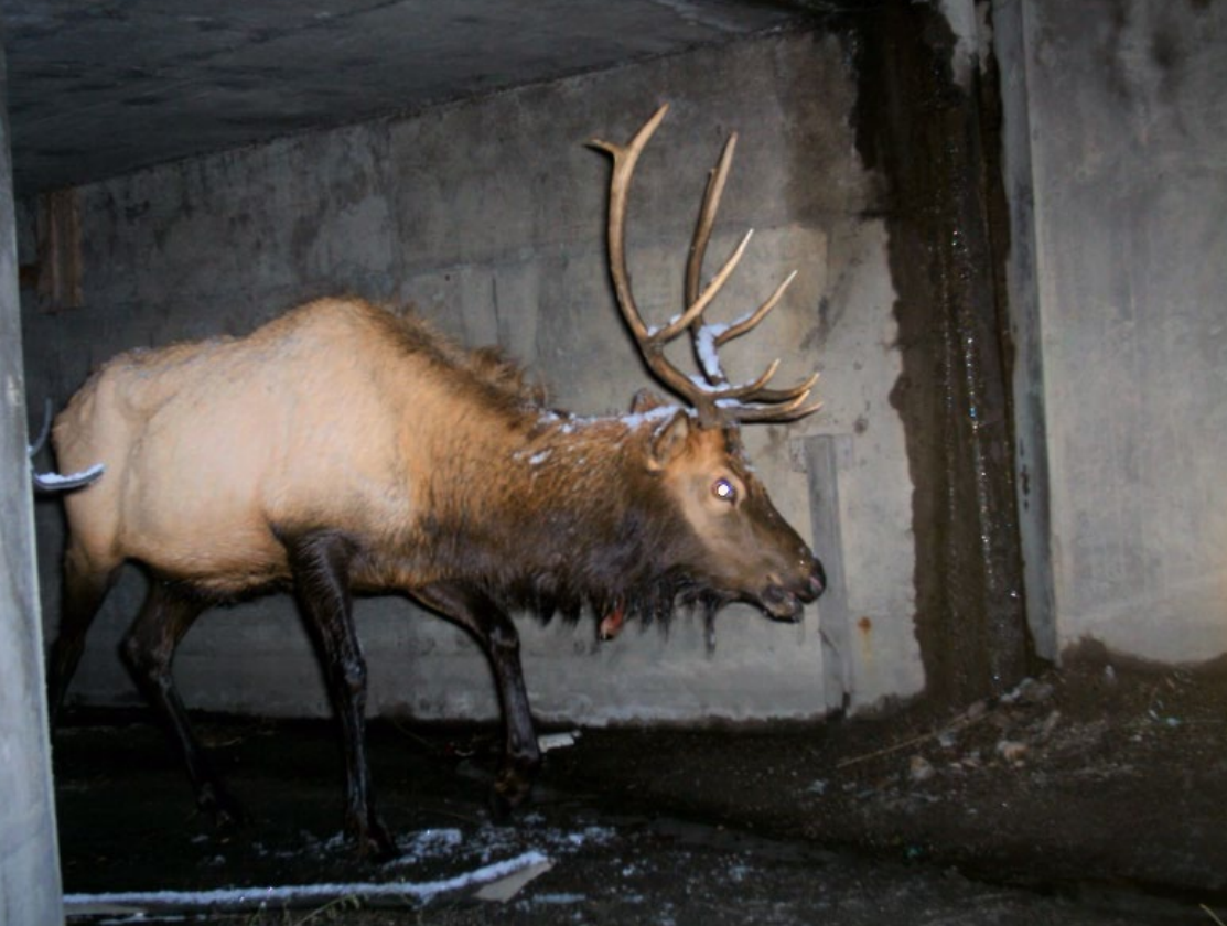 An elk crossing through an underpass.