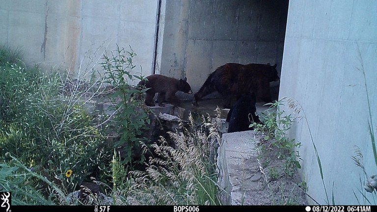 A bear and two cubs passing through a wildlife underpass