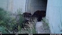 A bear and two cubs passing through a wildlife underpass. thumbnail image