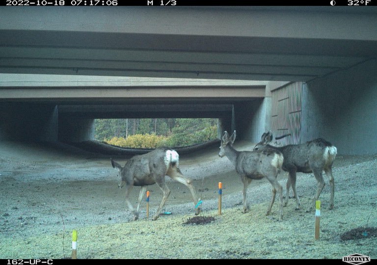 White-tailed deer using the I-25 Gap wildlife underpass