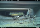 White-tailed deer using the I-25 Gap wildlife underpass. thumbnail image