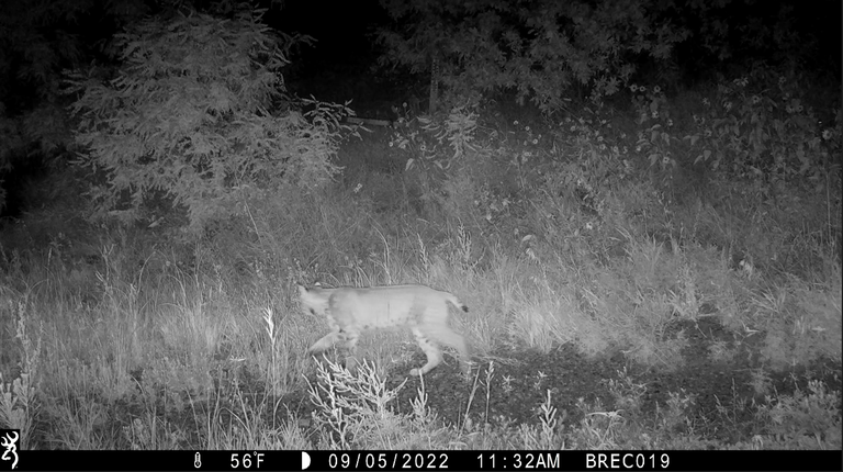 A bobcat captured on a wildlife camera.
