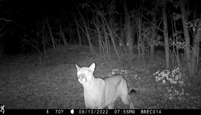 A mountain lion captured on a wildlife camera.
