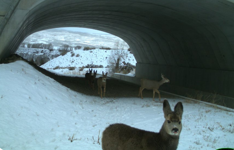 A group of mule deer walking through an underpass