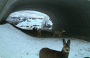 A group of mule deer walking through an underpass. Image courtesy of Colorado Parks and Wildlife. thumbnail image