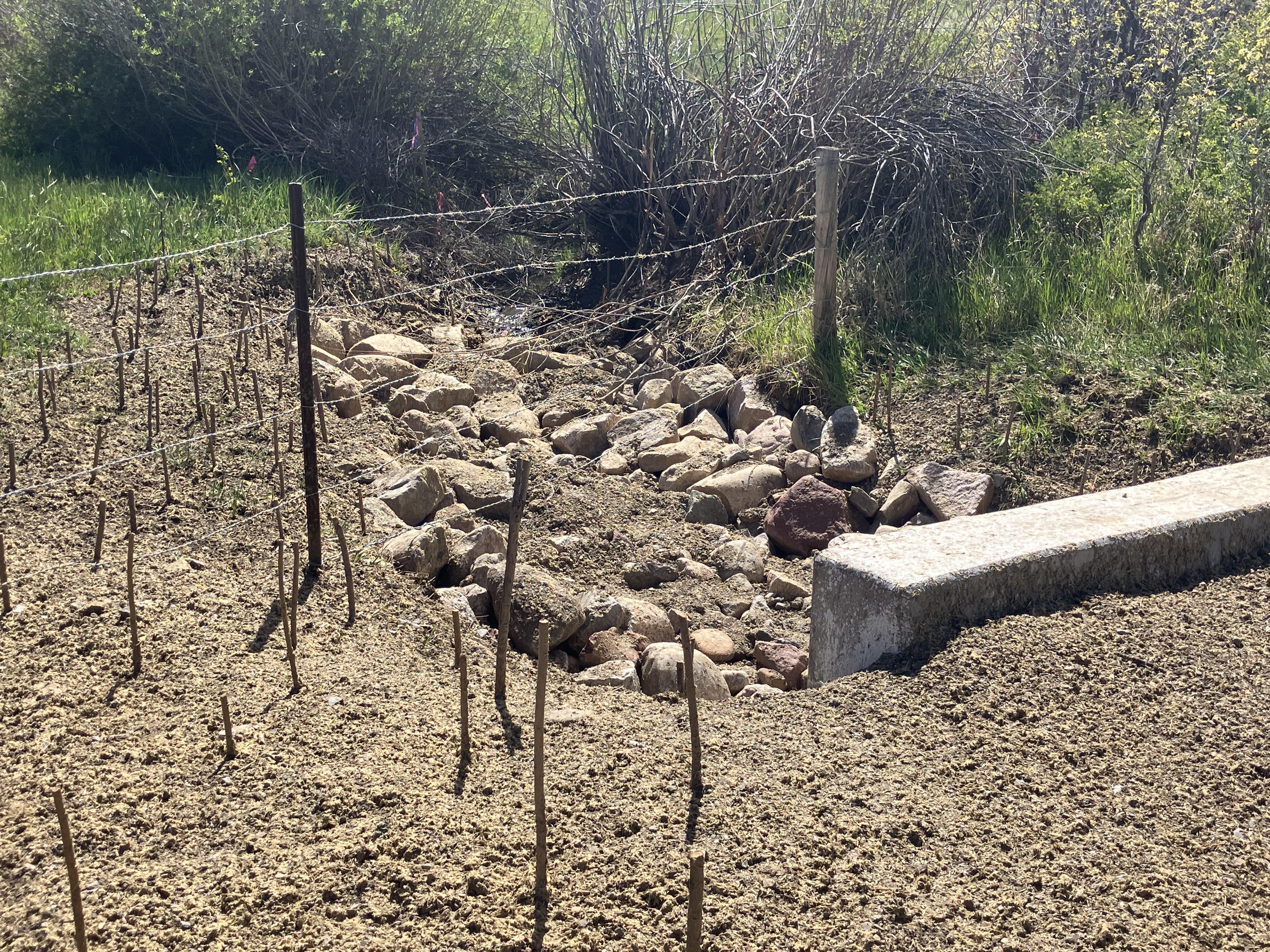Southwestern Colorado Culvert Repairs US 160 Mile Point 64 Newly planted willows - May 2026.jpg detail image