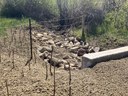 Southwestern Colorado Culvert Repairs US 160 Mile Point 64 Newly planted willows - May 2026.jpg thumbnail image
