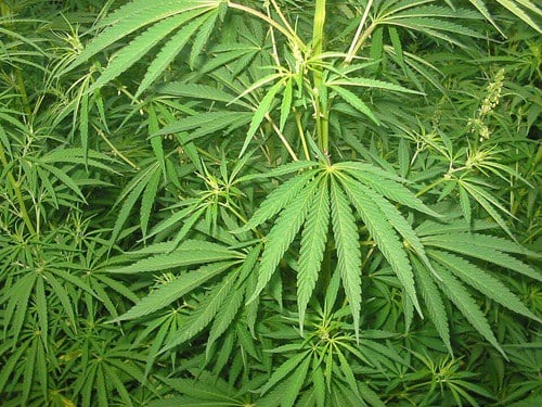 Cannabis use impacting vehicle crashes Green cannabis plants.