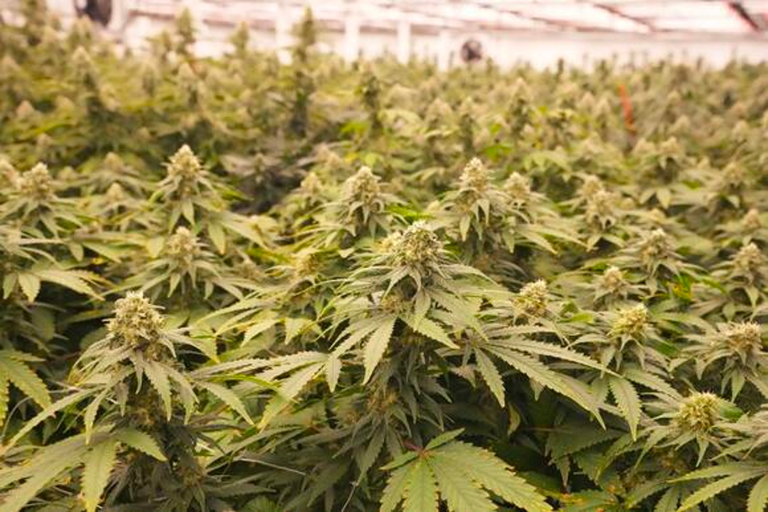 Marijuana plants inside a grow facility 