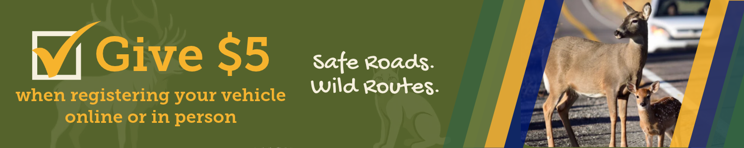 wildlife webpage-header-graphic.png detail image