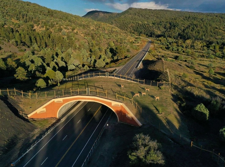 Mule deer use an overpass to reach their natural habitat on both sides of US 160 between Durango and Pagosa Springs.