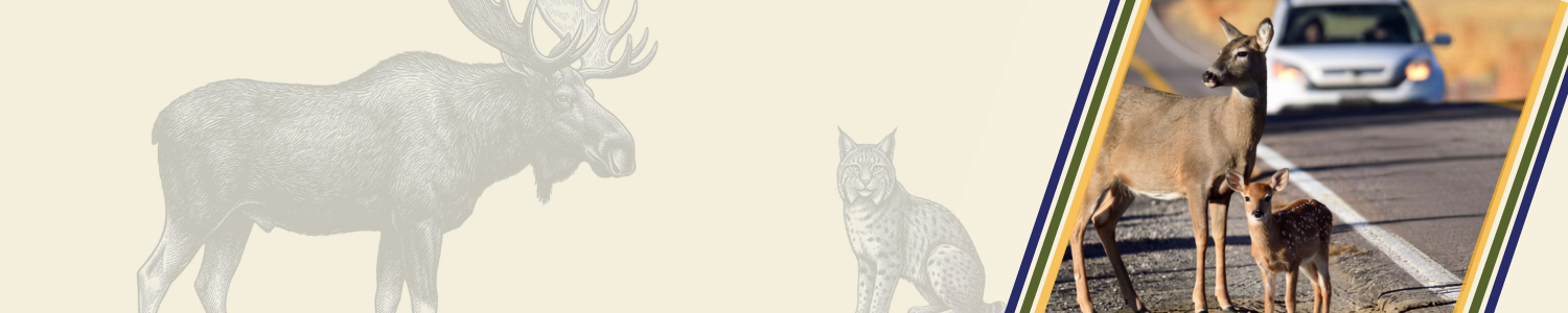 Wildlife-Campaign-Header-Graphic-No Text.png detail image