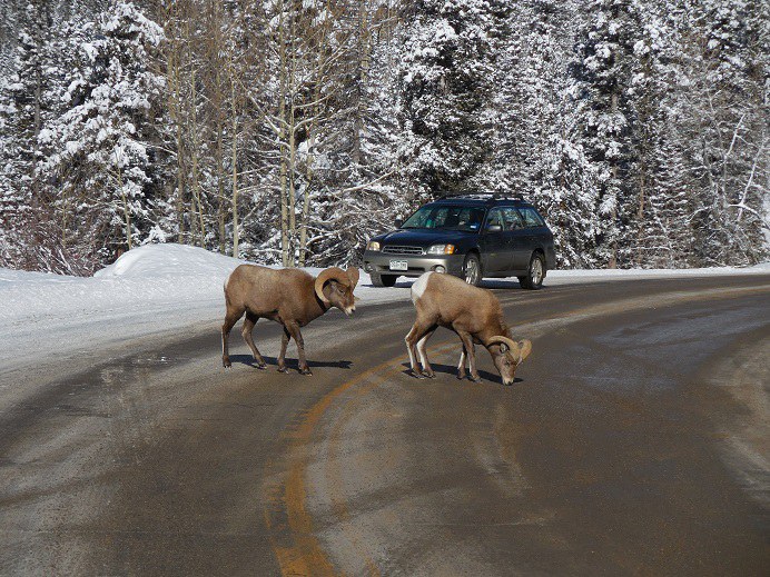 Two bighorn goats crossing the US 550 highways during winter time.