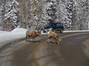 wildlife campaign US 550 CoalBank Bighorn with car.jpg thumbnail image