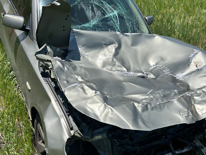 wildlife campaign Vehicle Damage Collision with Big Game on CO 128 near Rocky Flats Wildlife Refuge.JPG detail image