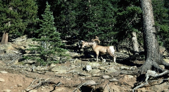 Guanella Pass 2 detail image