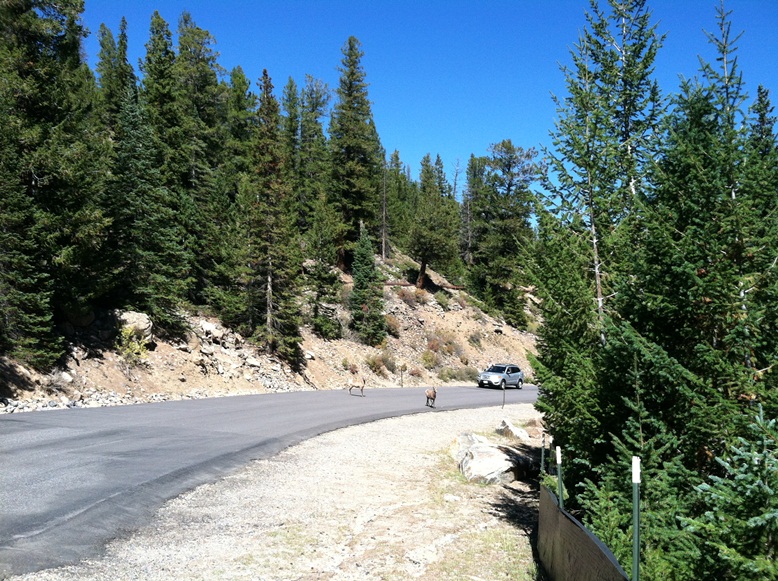 Watch for Wildlife on Guanella Pass Nov 2013 detail image