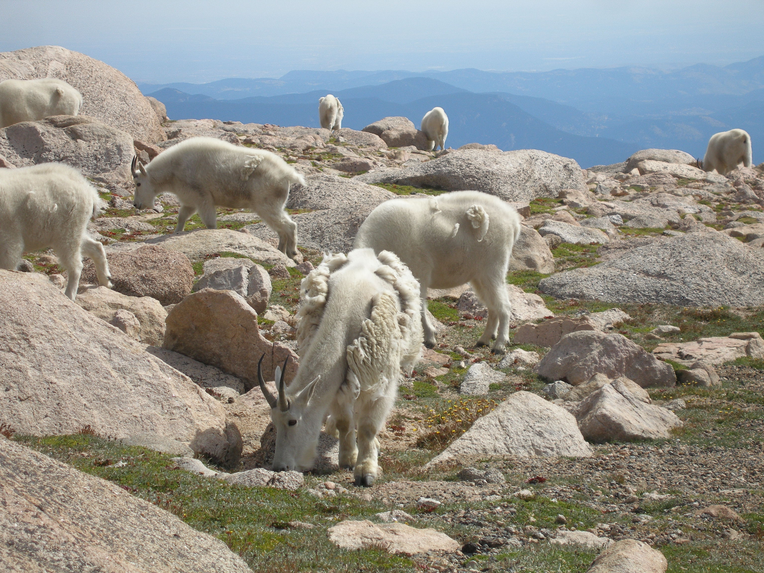 Mountain Goats detail image