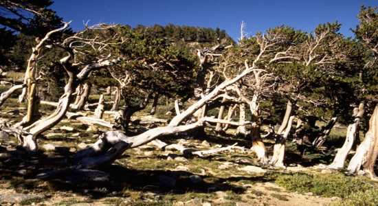 Mount Evans 6 detail image